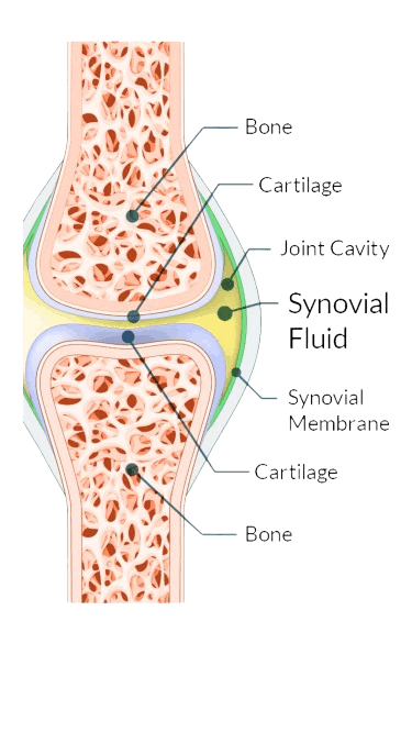Joint Genesis™-joint